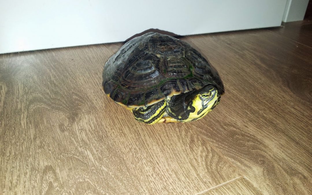 El baúl de la Piquer