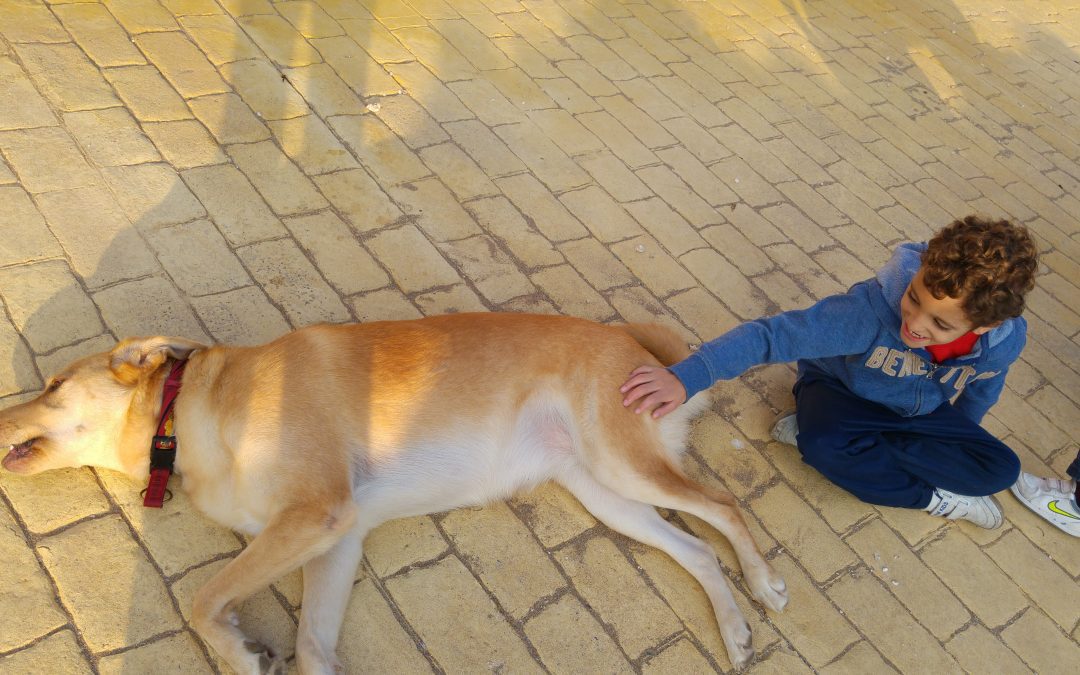 Un perro…Tu vida. El perro de terapia.