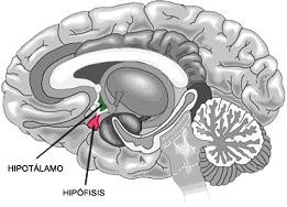Dibujo del encéfalo y el cerebelo humanos, señalando la ubicación del hipotálamo. Base para explicar las crisis gelásticas epilépticas